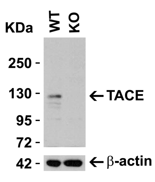 Anti Tace Adam Antibody Qed Bioscience Inc