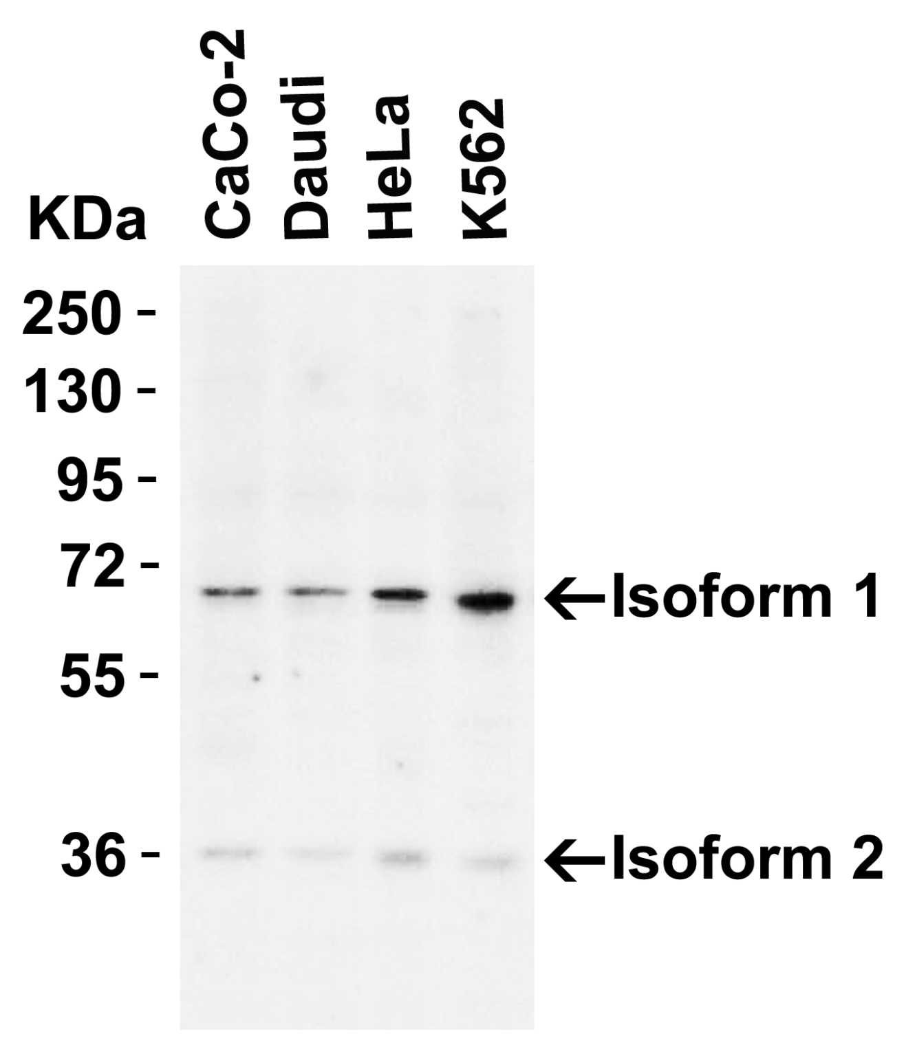 Anti-AIF (CT) Antibody – QED Bioscience Inc